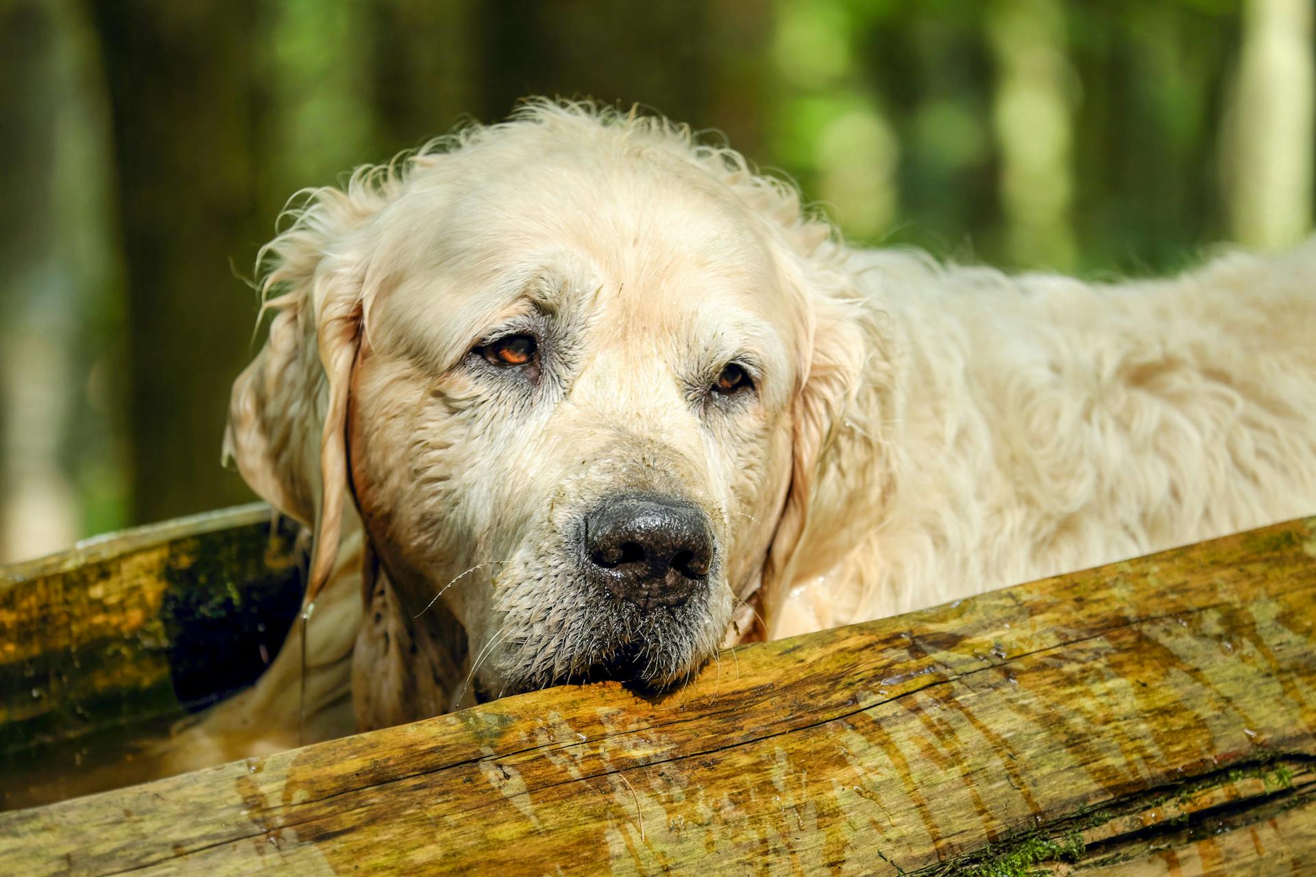 Close-Up Shot of Golden Retriever