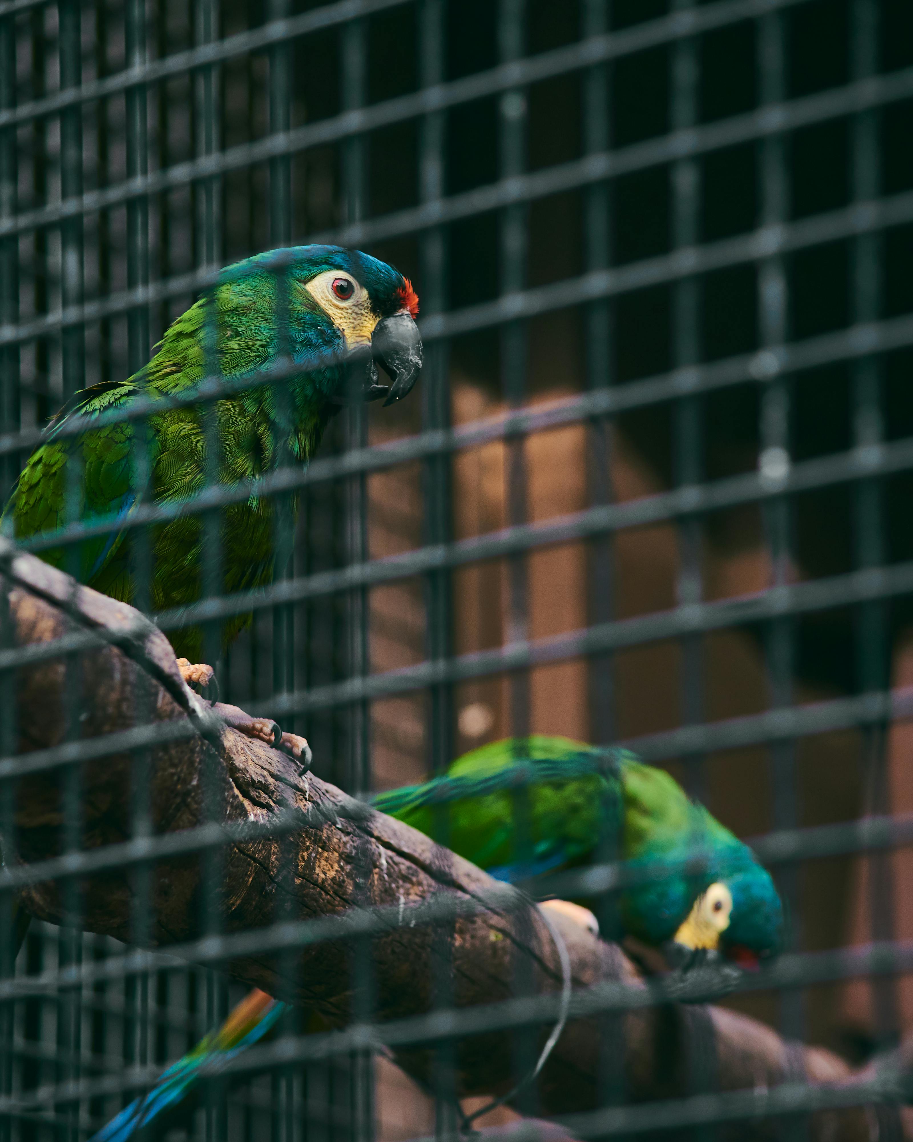 Pessoa trabalhando em um laptop com gráficos de SEO
