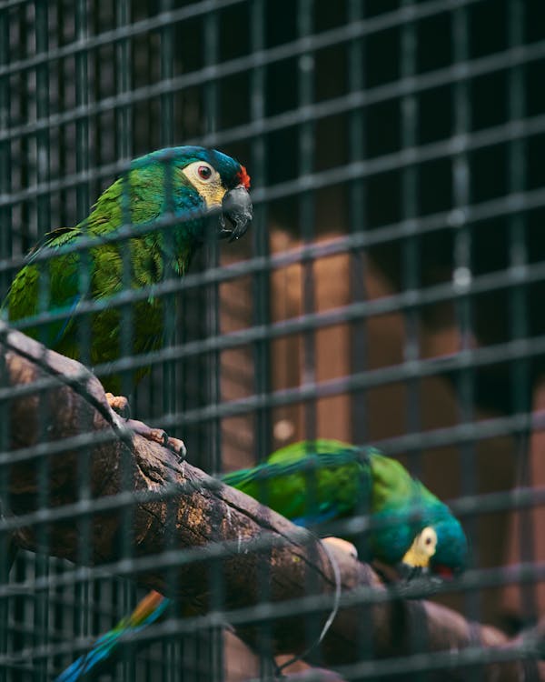 Free stock photo of bird, colored, zoo