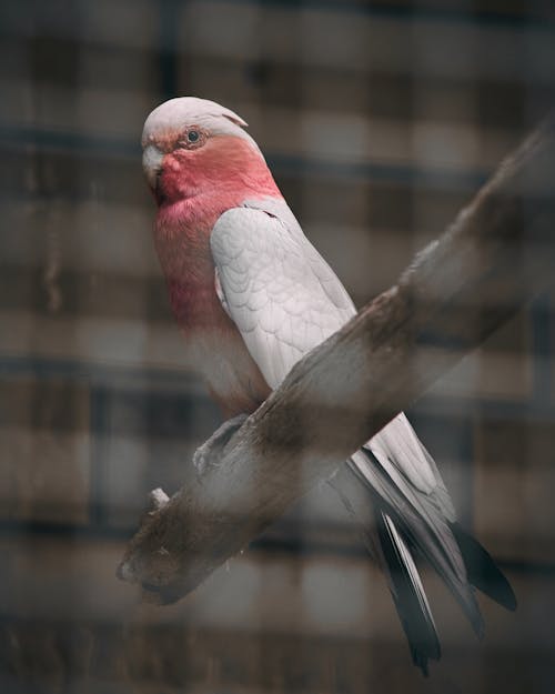 Free stock photo of animal, bird, color Stock Photo