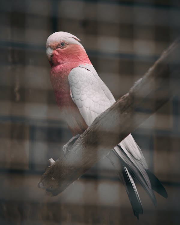 Free stock photo of animal, bird, color
