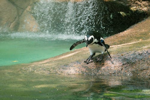 A Black and White Penguin Standing on Brown Rock Near Body of Water