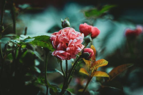 無料 セレクティブフォーカス, ピンクの花, フローラの無料の写真素材 写真素材