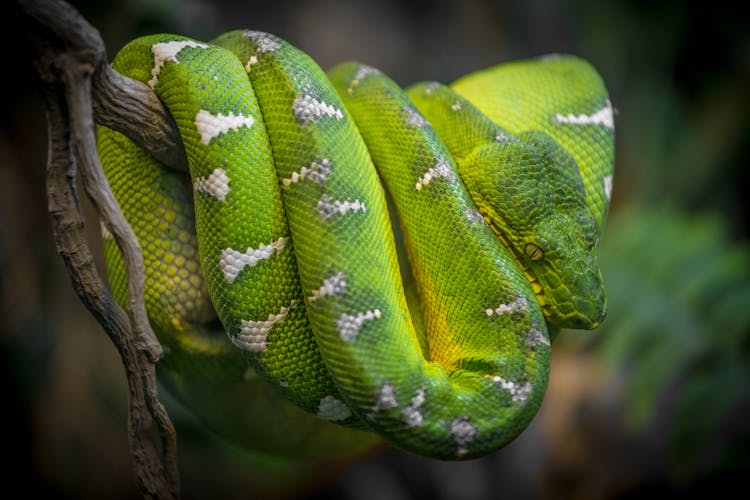 Close-Up Photo Of An Emerald Tree Boa