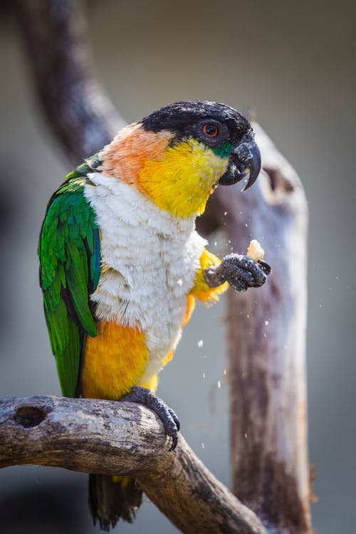 Selective Focus Photo of a Caique Bird Eating