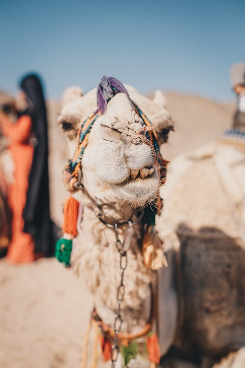 Selective Focus Photo of a Camel's Head