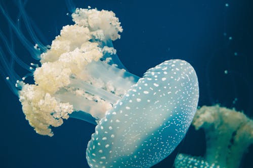 Free Close-Up Photo of a Jellyfish Stock Photo