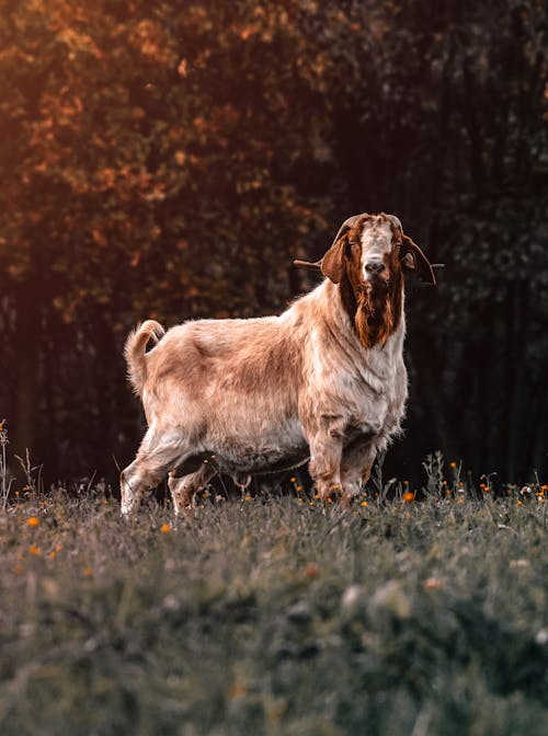 Free Low-Angle Shot of a White and Brown Goat on the Grass Stock Photo