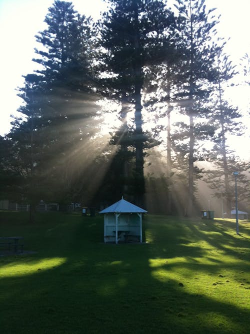 Free stock photo of park, sunlight through trees, white hut Stock Photo