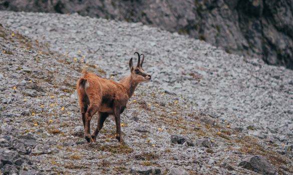 Brown Goat on Mountainside