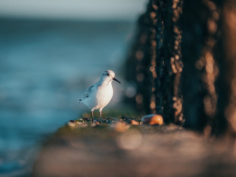 Sanderling Bird