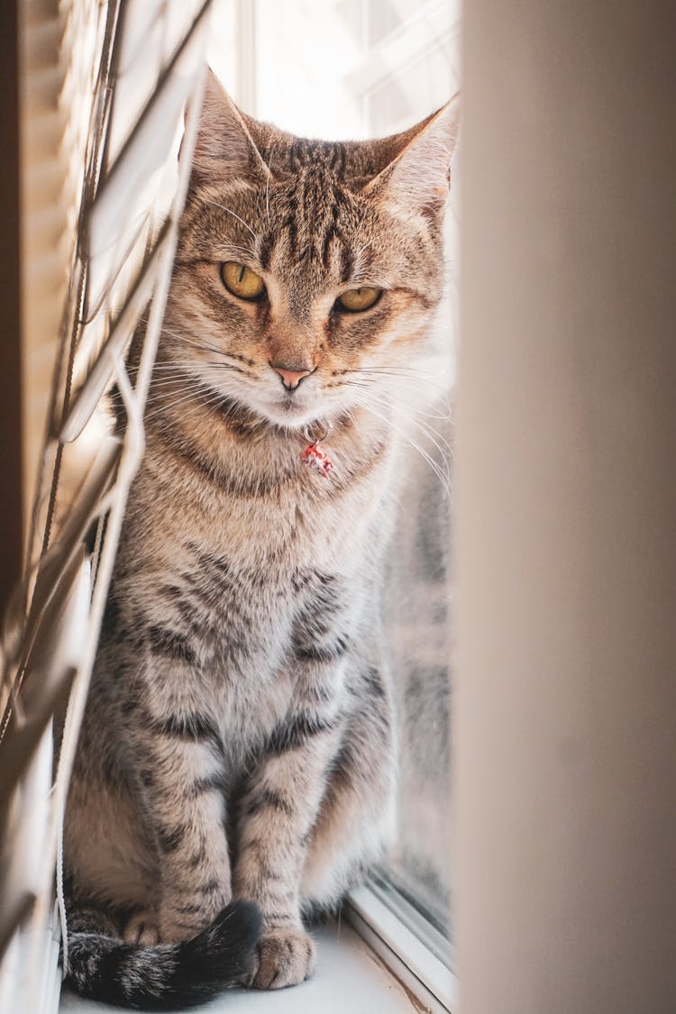 Cat Sitting In A Window