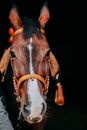 Adorable stallion muzzle with smooth brown and white fur and forelock on black background