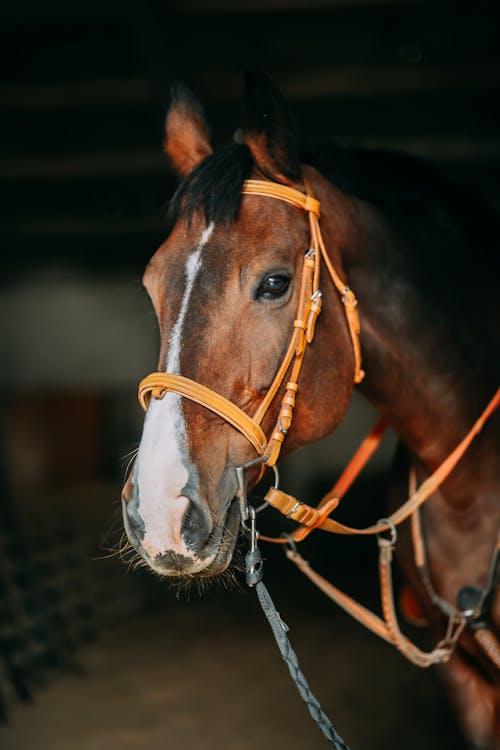 Calm stallion muzzle in bridle in evening