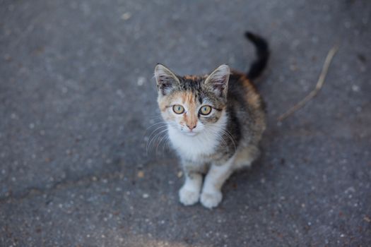 From above of adorable kitten with green eyes and fluffy fur sitting on asphalt walkway while looking at camera
