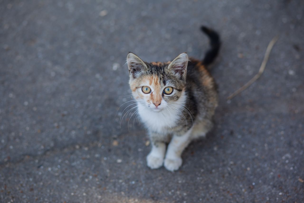 from above of adorable kitten with green eyes and fluffy fur sitting o