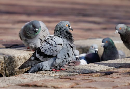 güvercin, hayvan, hayvan fotoğrafçılığı içeren Ücretsiz stok fotoğraf