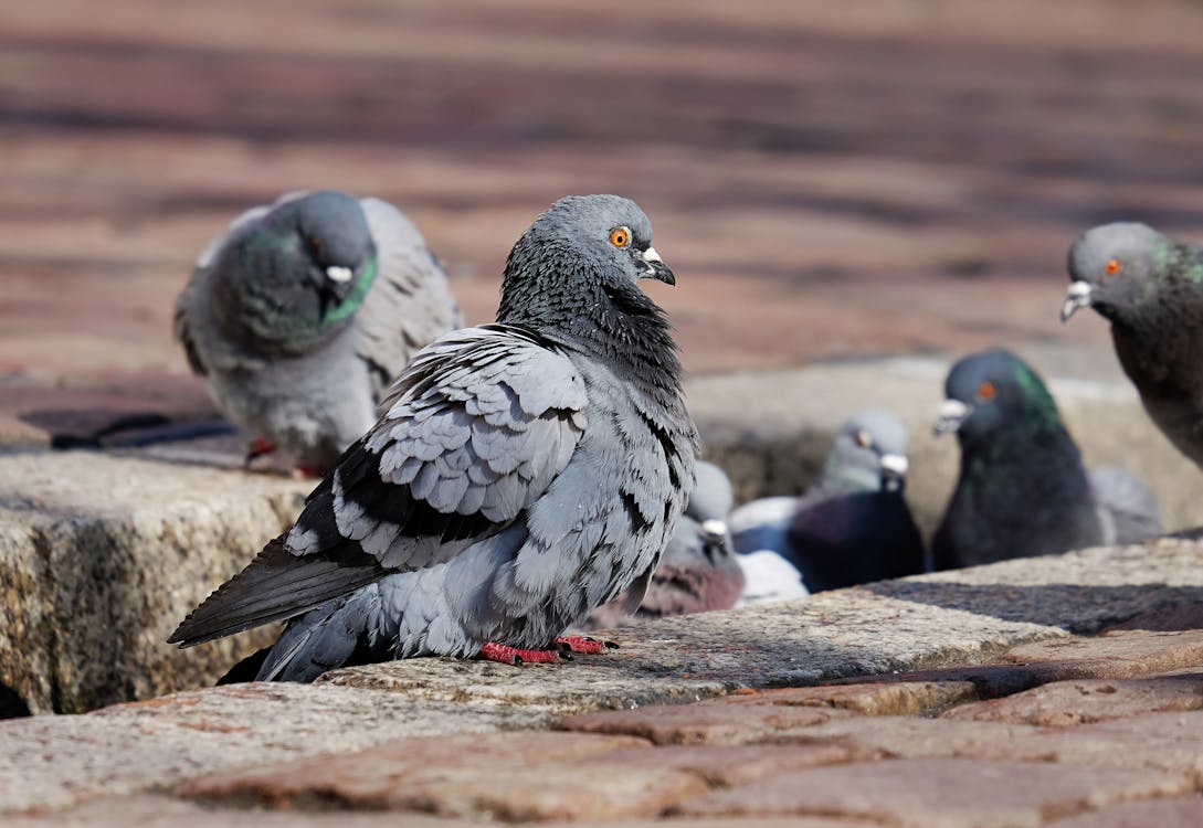 A Close-Up Shot of Pigeons