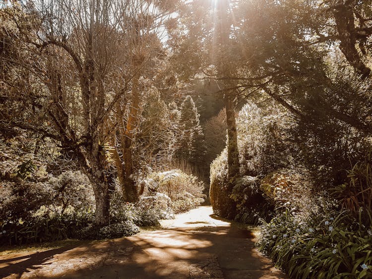 Summer Tropical Forest In Sun