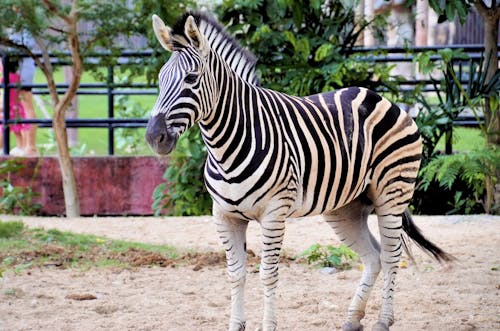 Fotobanka s bezplatnými fotkami na tému cicavec, divočina, equus quagga