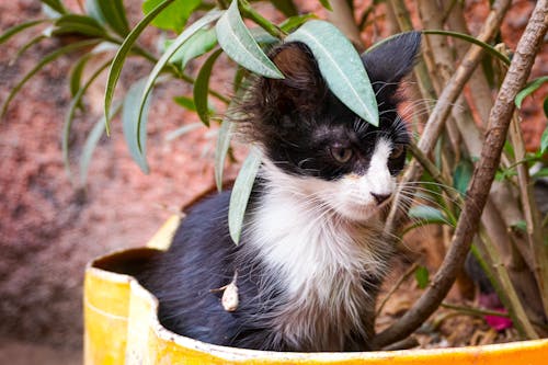 マラケシュの野良猫の無料の写真素材