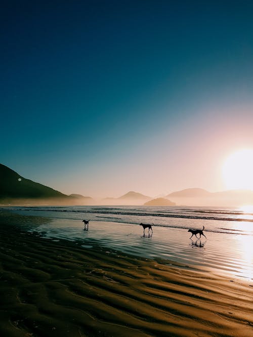 Free Silhouettes of Dogs at the Beach Stock Photo