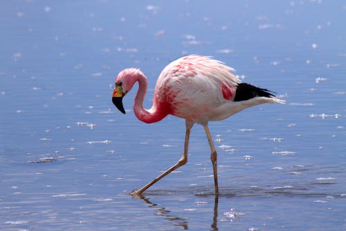Free A Flamingo in the Water While Raining  Stock Photo