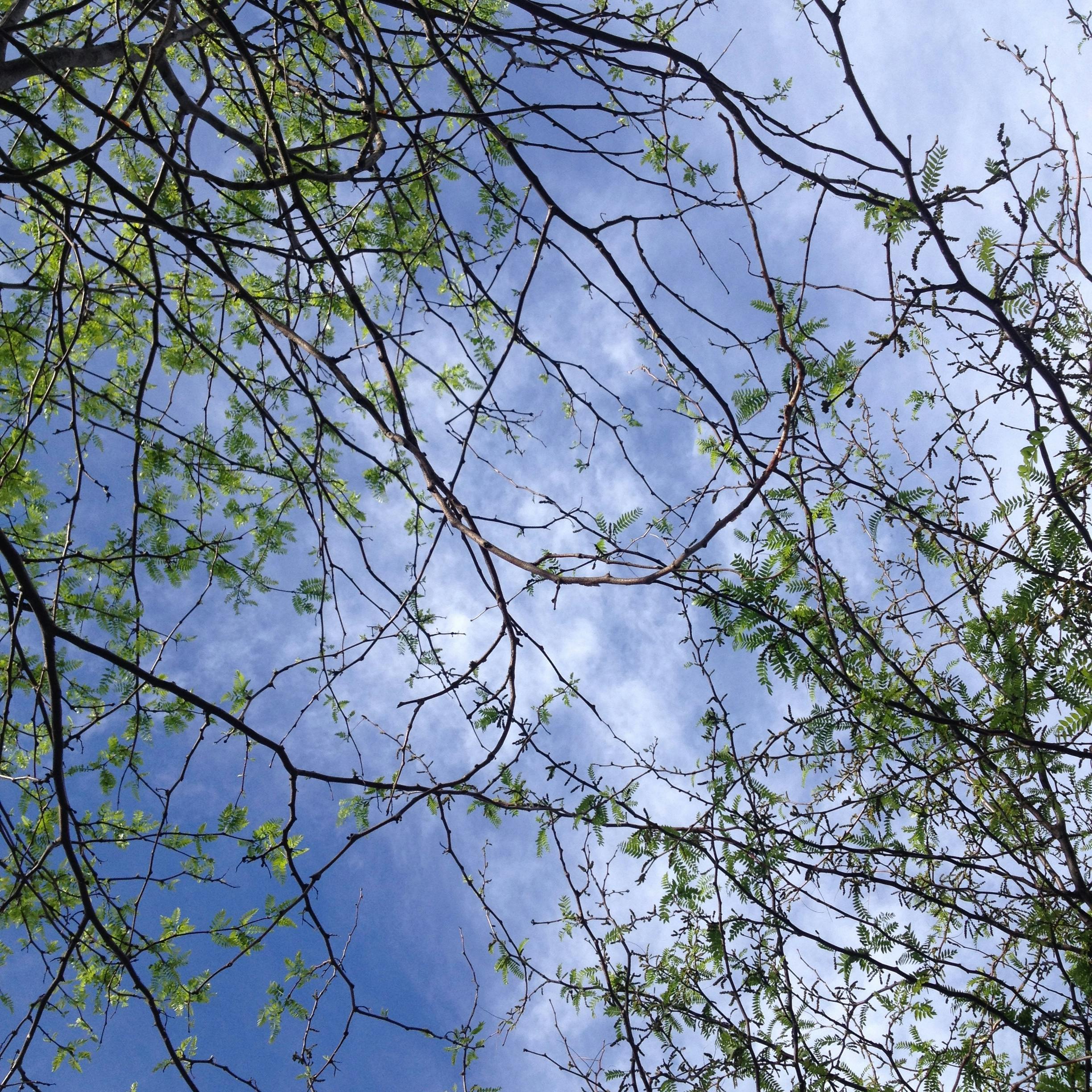 Free stock photo of blue, green, sky through trees