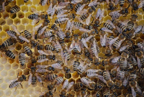 Free Close-Up Shot of Bees on a Honeycomb Stock Photo