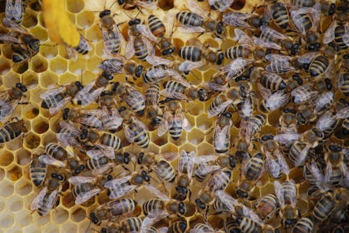 Close-Up Shot of Bees on a Honeycomb