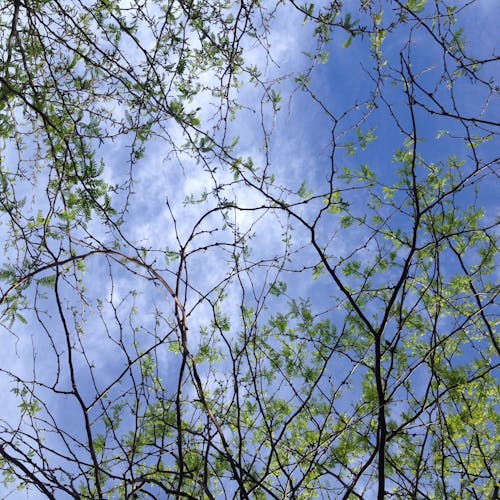 Free stock photo of blue, green, sky through trees Stock Photo
