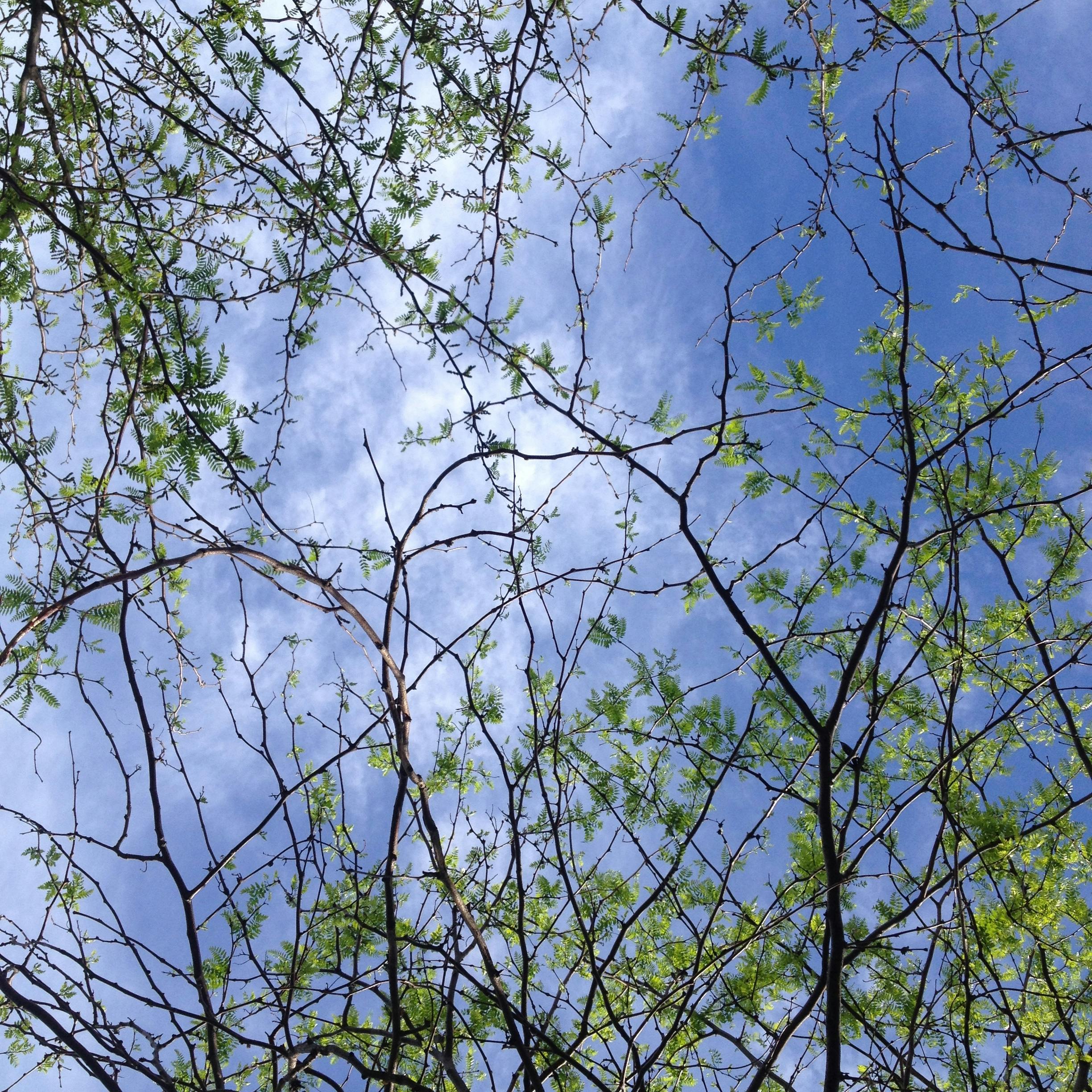 Free stock photo of blue, green, sky through trees