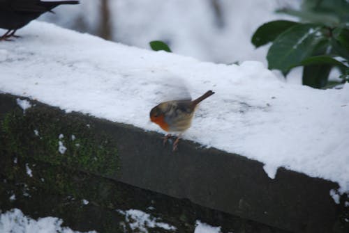 Free stock photo of bird, robin