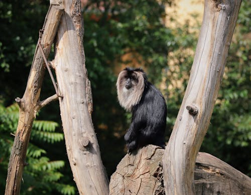 Δωρεάν στοκ φωτογραφιών με macaca, άγρια φύση, γκρο πλαν Φωτογραφία από στοκ φωτογραφιών