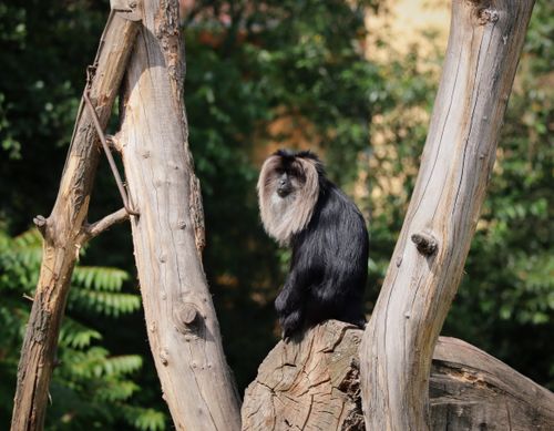 Free A lion-tailed macaque sitting on a tree stump in a Czech forest, showcasing its distinctive gray mane. Stock Photo