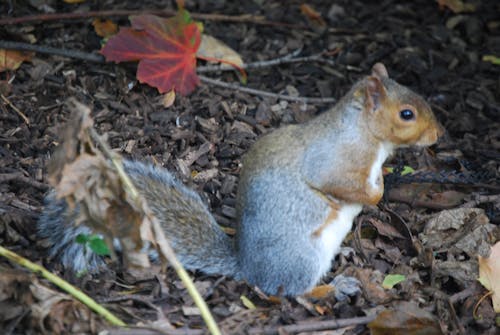 Free stock photo of grey squirrel, squirrel