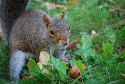 Free stock photo of grey squirrel, squirrel