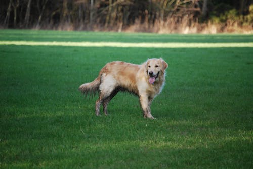 Free stock photo of dog, golden retriever Stock Photo