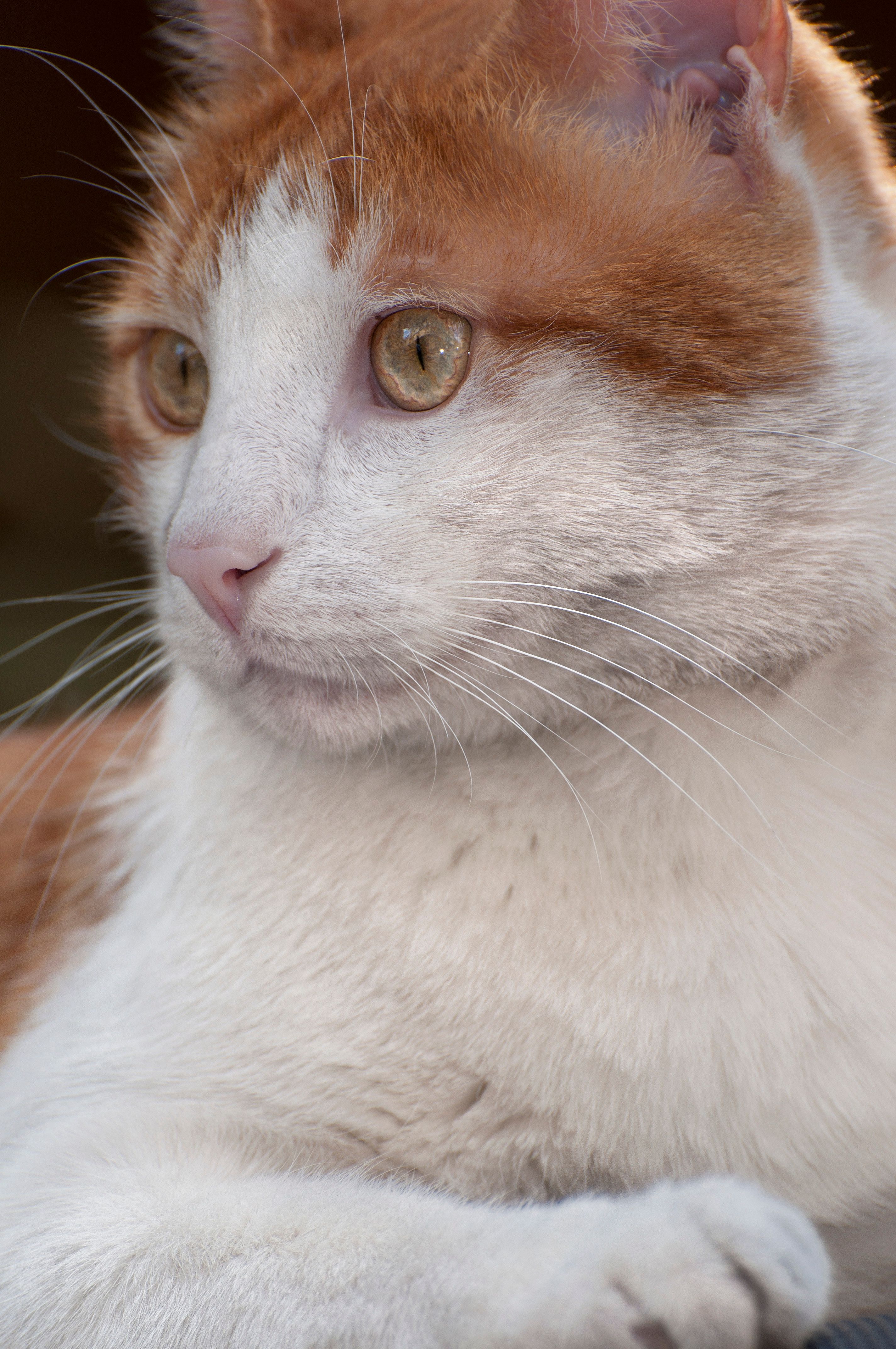 Close-Up Shot of a White Domestic Cat · Free Stock Photo