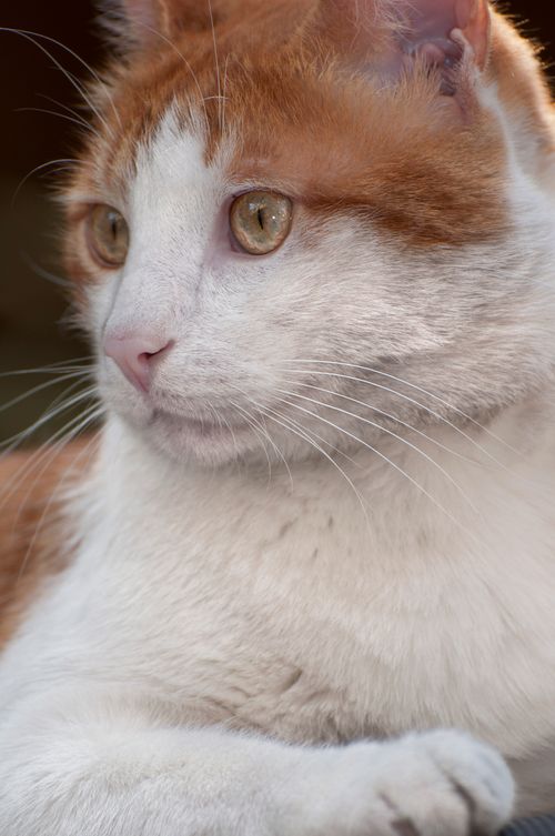 Free Adorable close-up of a domestic tabby cat with striking eyes and soft fur. Stock Photo