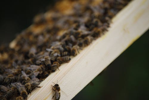 Free stock photo of bee, honey, honeybee