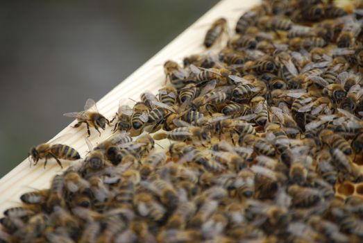 Honey bees clustered on a hive frame