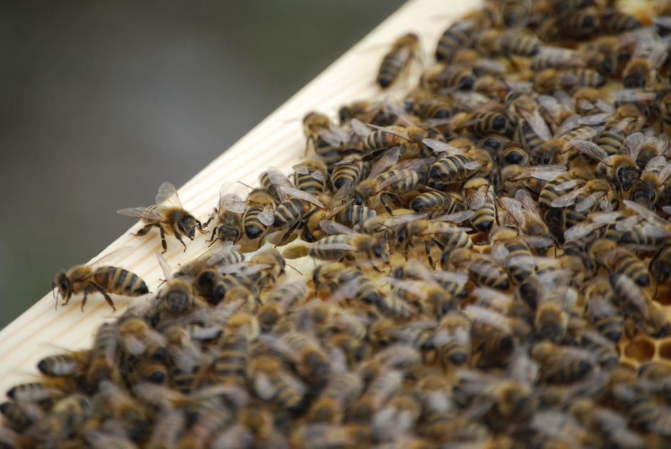 Honey bees clustered together on a hive frame, showing natural colony behavior
