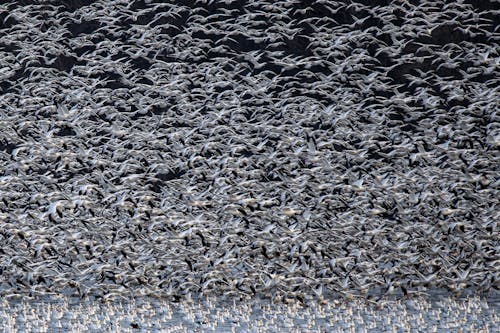 Multitude Flock of Birds Flying Over a Group of Geese on Water