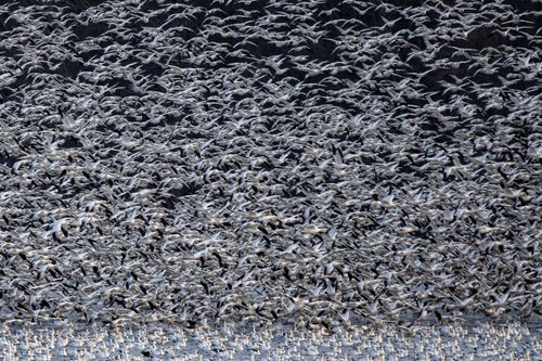 Free A stunning migration scene showcasing a large flock of snow geese flying in Stevens, PA. Stock Photo