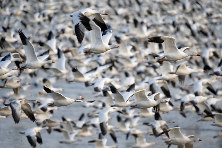 Flock Of Geese Flying