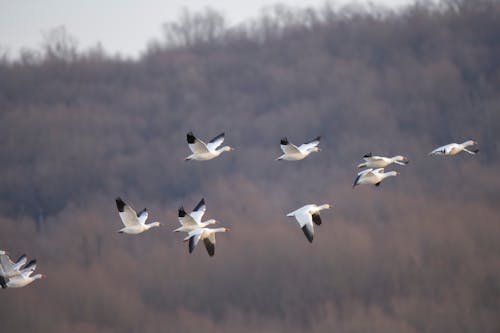 Flock of Geese Flying
