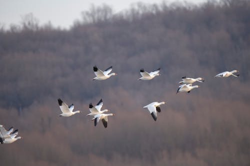 Why Geese Choose Those Flight Routes South During Winter Migration