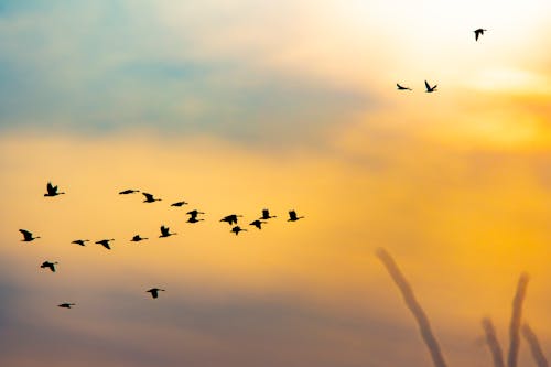Gratis Immagine gratuita di alba, crepuscolo, fotografia di uccelli Foto a disposizione