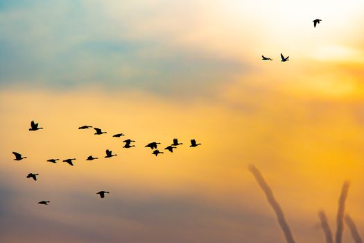 Silhouettes of birds in flight across a vibrant sunset sky, creating a peaceful and serene scene.
